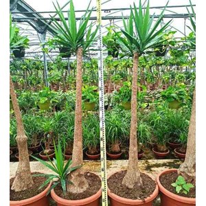 Yucca pied d'éléphant 20 l 110-130 cm