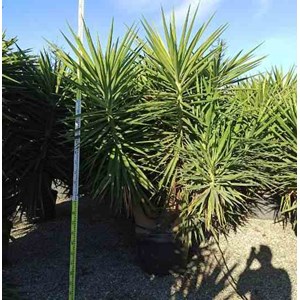 Yucca pied d'éléphant 25 l- 125-150 cm