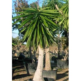 Yucca pied d'éléphant 65 l 180-200 cm
