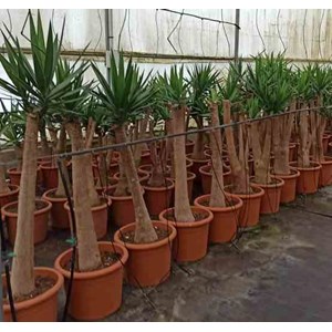 Yucca pied d'éléphant 65 l 180-200 cm
