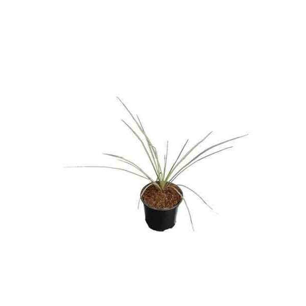 Jardin Tropic - Yucca rostrata 25 l 100-125 cm. Tr. 050-060 cm.