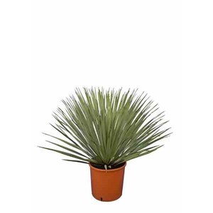 Yucca rostrata 25 l 100-125 cm. Tr. 050-060 cm.