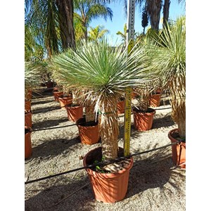 Yucca rostrata 25 l 100-125 cm. Tr. 050-060 cm.