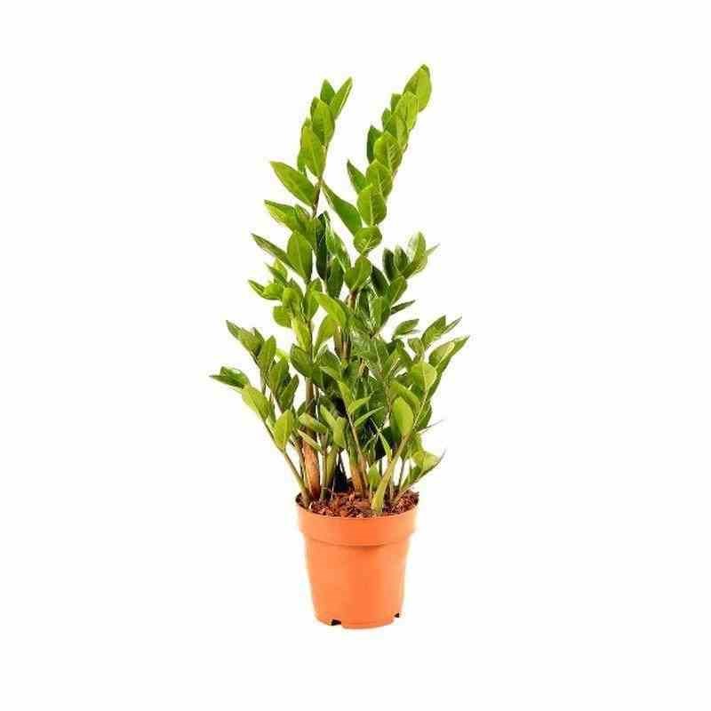 Zamioculcas zamiifolia 3 l 60-80 cm