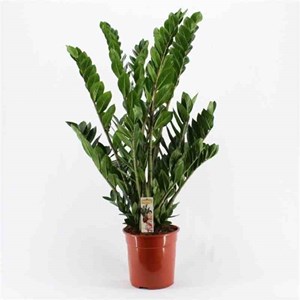 Zamioculcas zamiifolia 3 l 60-80 cm