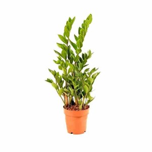 Zamioculcas zamiifolia 9 l 80-100 cm
