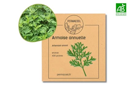 Armoise annuelle non traité