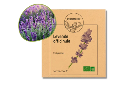 Lavande officinale bio