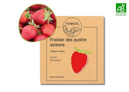 Fraisier des 4 saisons non traité