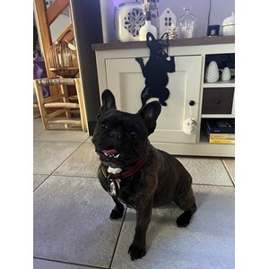 Chien bulldog à suspendre - taupe - 100% inox