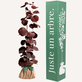 Noisetier pourpre - cadeau symbolique