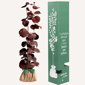 Noisetier pourpre - cadeau symbolique