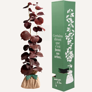 Noisetier pourpre - cadeau symbolique