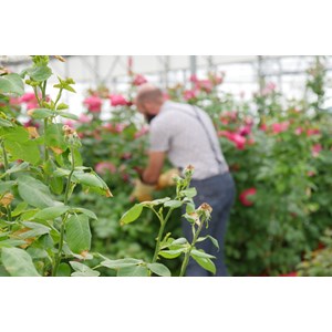 Gant de jardinage taille des rosiers et petits épineux roseraie - rostaing - 9 - L