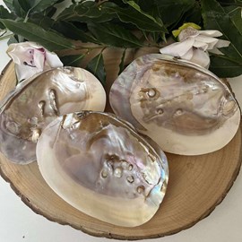 Coquille d’huître perlière – trésor naturel & outil de lithothérapie