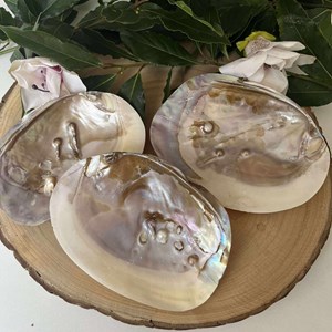 Coquille d’huître perlière – trésor naturel & outil de lithothérapie