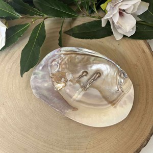 Coquille d’huître perlière – trésor naturel & outil de lithothérapie