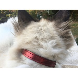 Collier pour chat panthera pardus by maurice en cuir - taille 2 - rouge