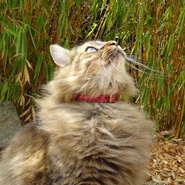 Collier pour chat panthera pardus by maurice en cuir - taille 3 - rouge