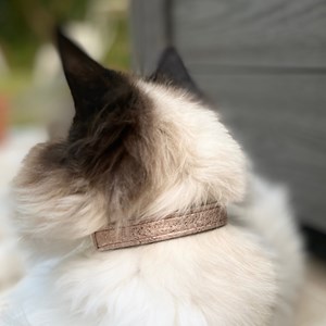Collier pour chat panthera pardus by maurice en cuir - taille 2 - rose