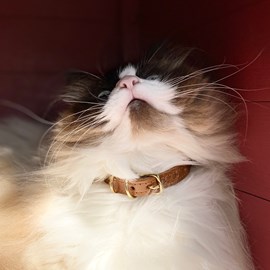 Collier pour chat panthera tigris by maurice en cuir - taille 3 - marron