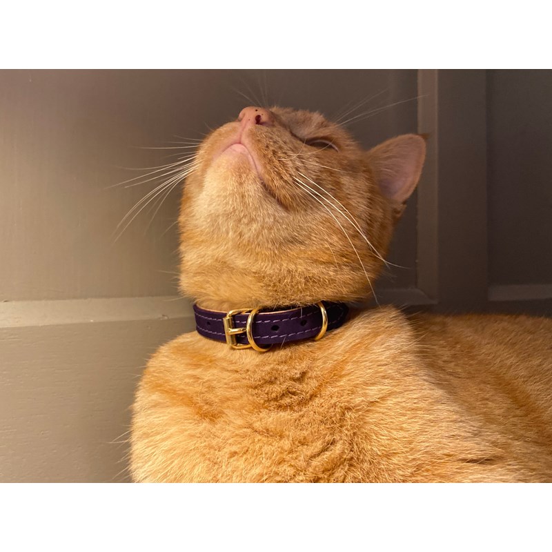 Collier pour chat panthera uncia by maurice en nnubuck - taille 1 - violet
