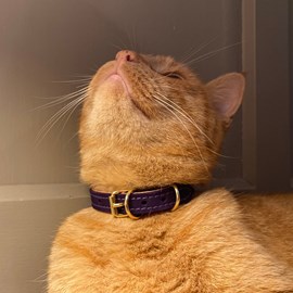 Collier pour chat panthera uncia by maurice en nubuck - taille 2 - violet