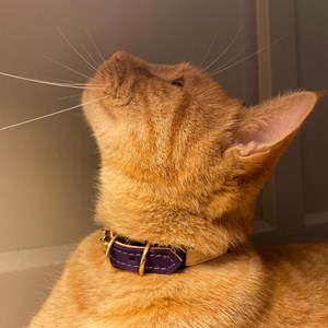 Collier pour chat panthera uncia by maurice en nubuck - taille 2 - violet