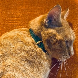 Collier pour chat lynx lynx by maurice en cuir grainé - taille 3 - vert