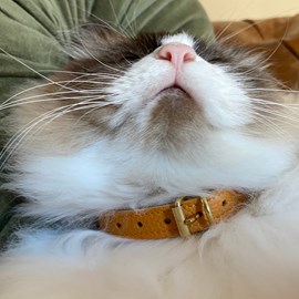 Collier pour chat lynx lynx by maurice en cuir grainé - taille 1 - jaune