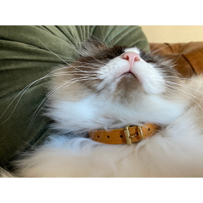 Collier pour chat lynx lynx by maurice en cuir grainé - taille 1 - jaune