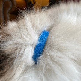 Collier pour chat lynx lynx by maurice en cuir grainé - taille 2 - bleu