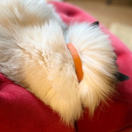 Collier pour chat lynx lynx by maurice en cuir grainé - taille 1 - orange