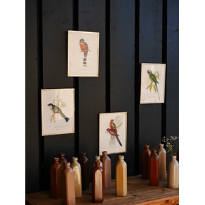 Lot 4 anciennes illustrations d'oiseaux tropicaux chinées