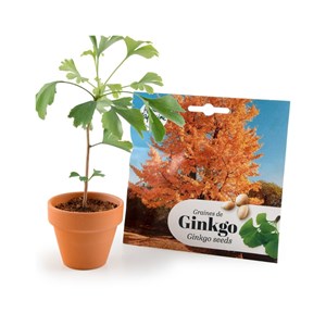 Kit bonsaï - ginkgo