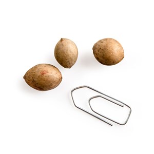 Kit bonsaï - ginkgo