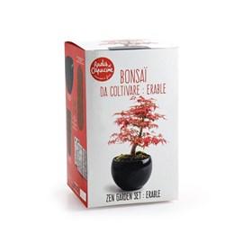 Kit bonsaï - erable rouge