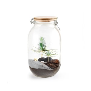 Terrarium à faire soi même - sapin de no