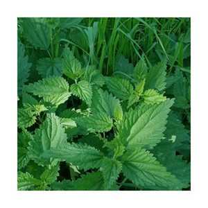 Sachet graines fleurs comestibles - orti