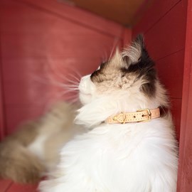 Collier pour chat panthera tigris by maurice en cuir - taille 1 - crème