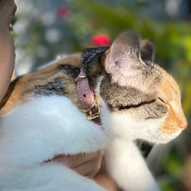 Collier pour chat panthera uncia by maurice en nubuck - taille 1 - rose