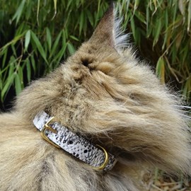 Collier pour chat panthera pardus by maurice en cuir - taille 1 - python