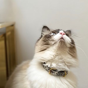 Collier pour chat panthera pardus by maurice en cuir - taille 1 - python