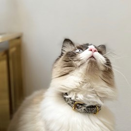 Collier pour chat panthera pardus by maurice en cuir - taille 2 - python