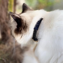 Collier pour chat panthera pardus by maurice en cuir - taille 2 - noir