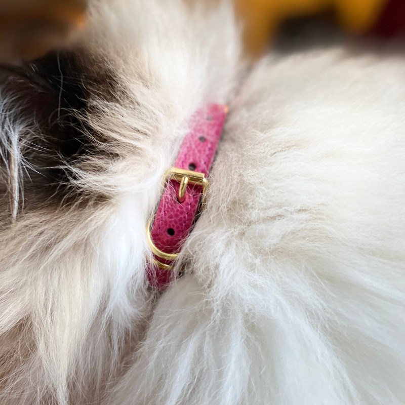 Collier pour chat lynx lynx by maurice en cuir grainé - taille 2 - rose