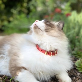 Collier pour chat panthera onca by maurice en nubuck - taille 1 - rouge