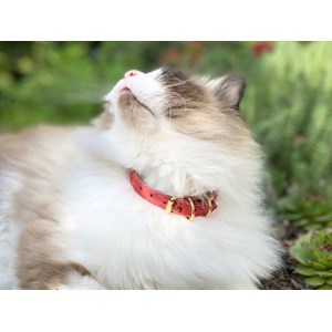 Collier pour chat panthera onca by maurice en nubuck - taille 1 - rouge