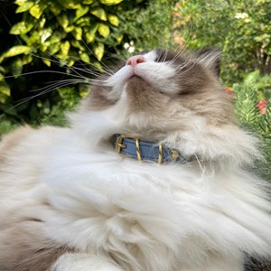 Collier pour chat panthera onca by maurice en nubuck - taille 1 - bleu