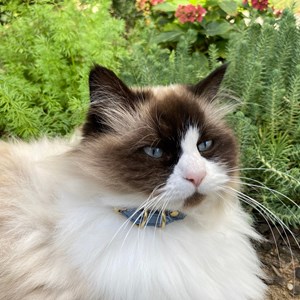 Collier pour chat panthera onca by maurice en nubuck - taille 2 - bleu